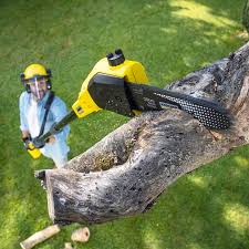 Reliable Val Verde Park, TX Tree Services Solutions